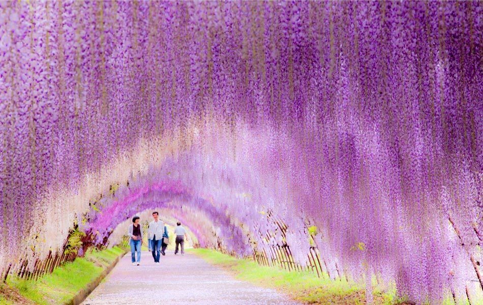 Wisteria Flower Tunnel, Japan