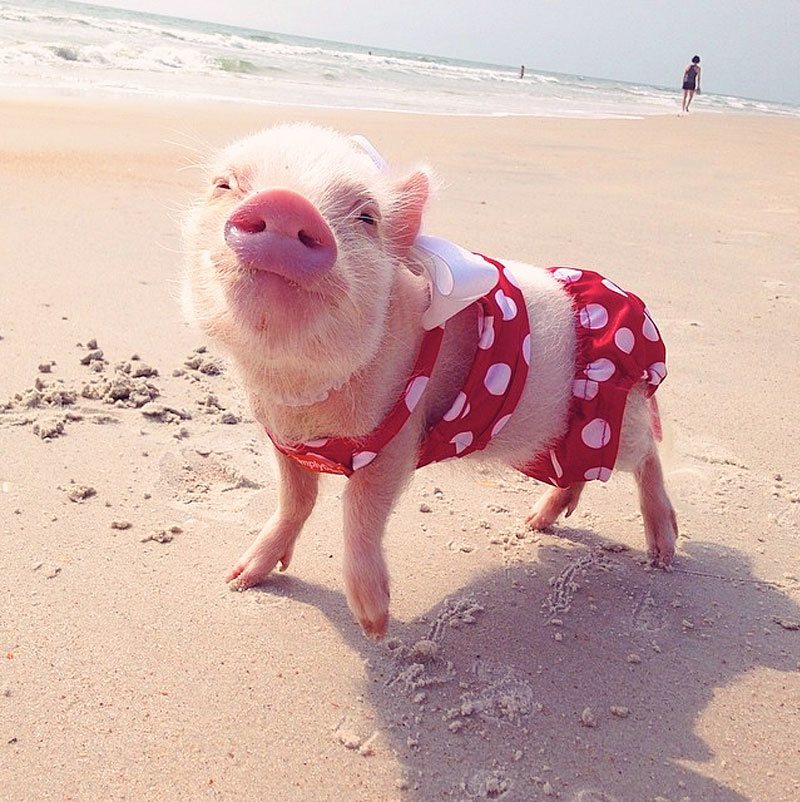 Teacup Piglets That Are Even Cuter Than Kittens | Beach Time