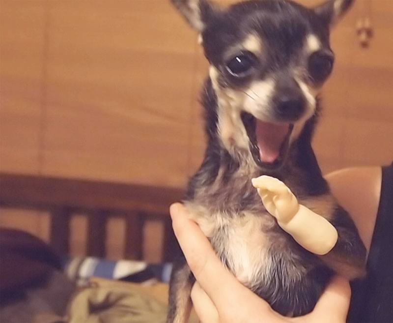 This Little Puppy Has a Contagious Smile for the Cutest Reason
