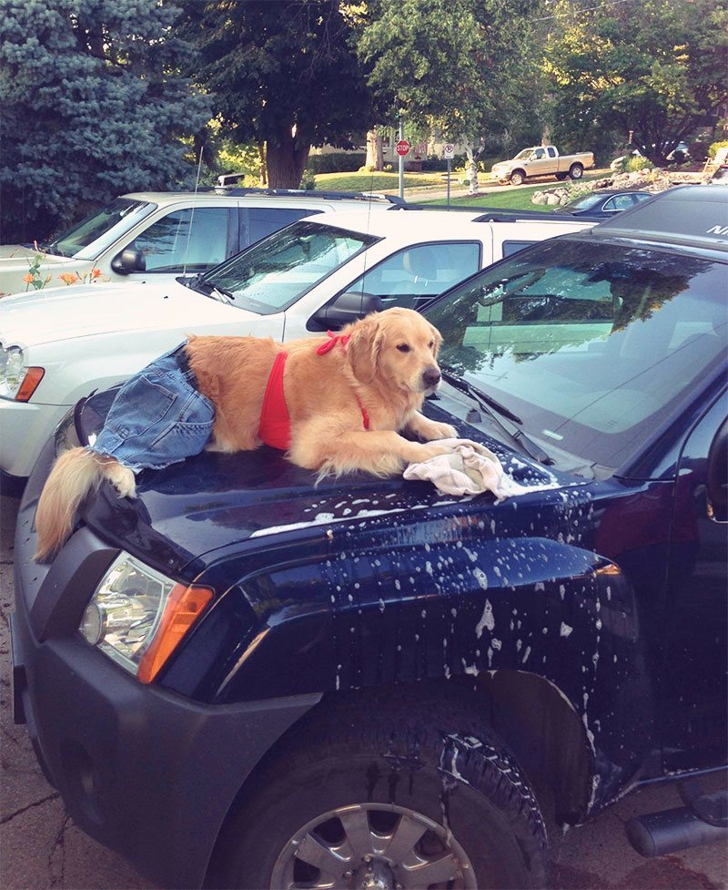 Remember the 'I Have No Idea What I'm Doing Dog'? | fascinately