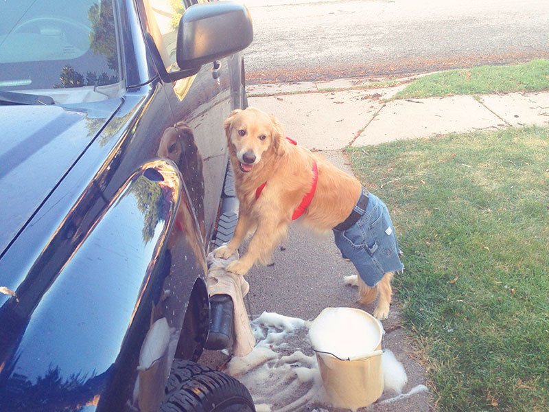 Remember the 'I Have No Idea What I'm Doing Dog'? | fascinately