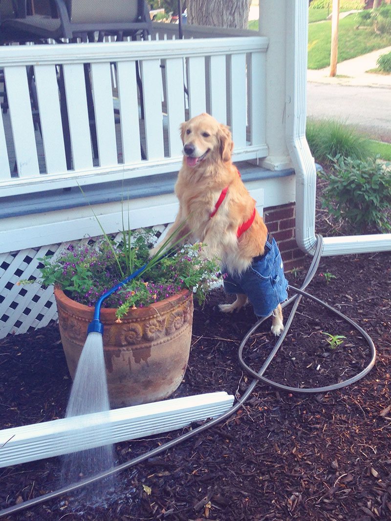 Remember the 'I Have No Idea What I'm Doing Dog'? | fascinately