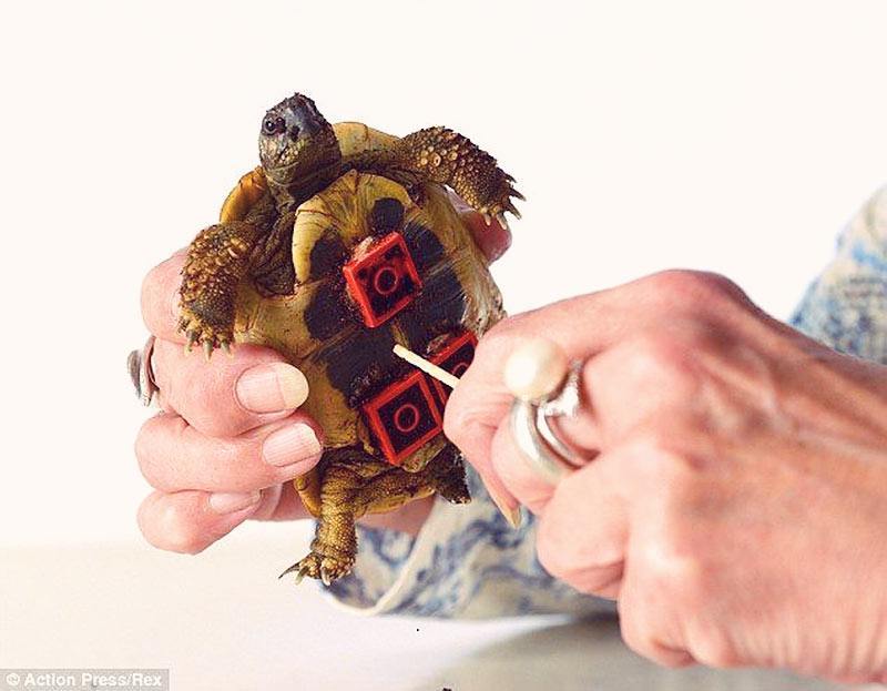 Blade – The Fastest Tortoise Ever!