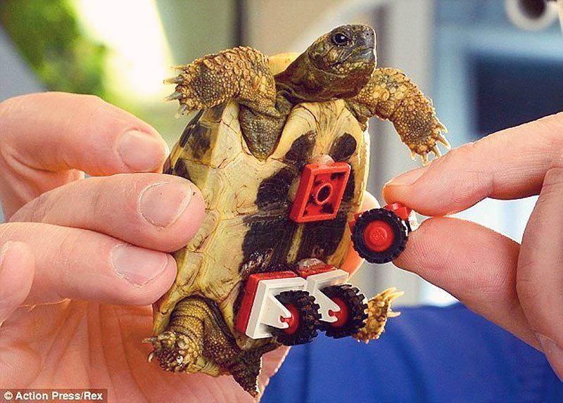 Blade – The Fastest Tortoise Ever!