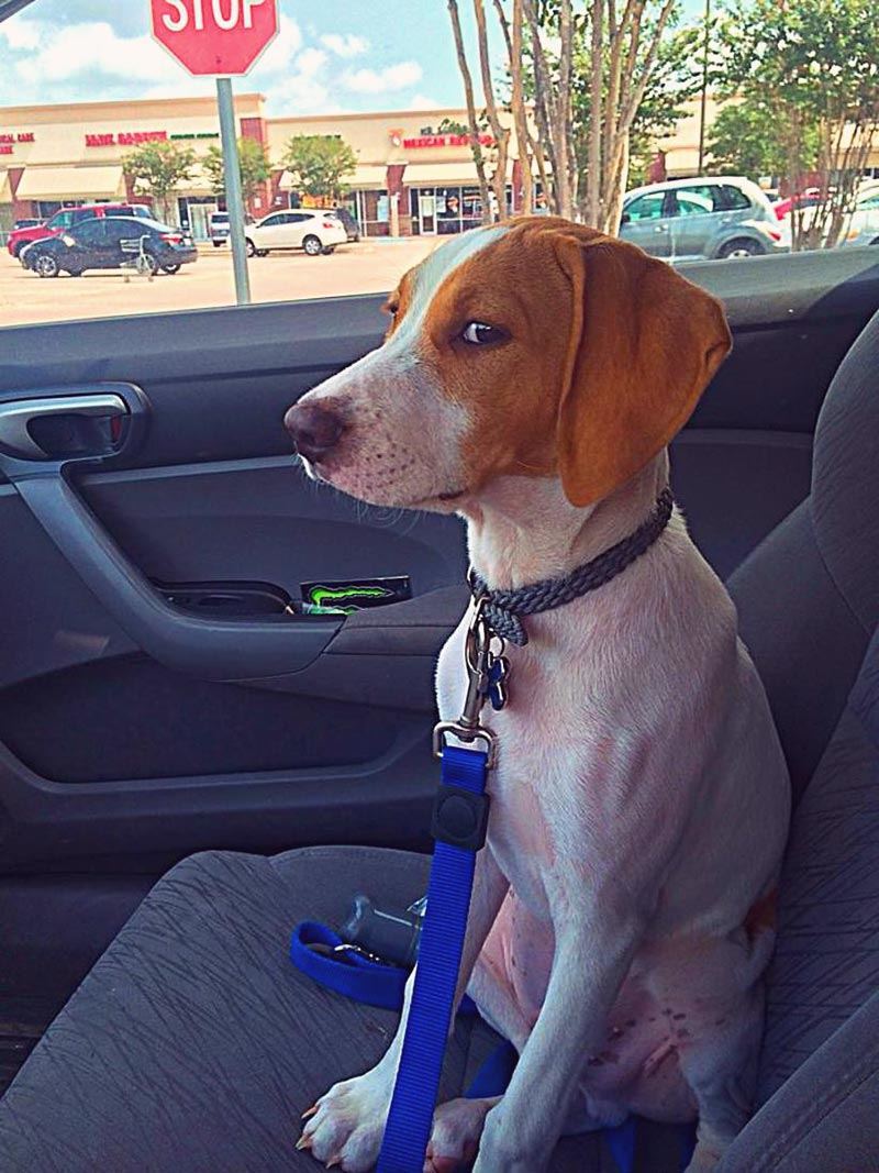 15+ Priceless Photos of Dogs Realizing They're Going to the Vet, Not the Park fascinately