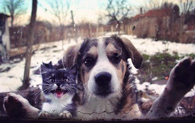 20+ Pets That REALLY Want to Come Inside | fascinately