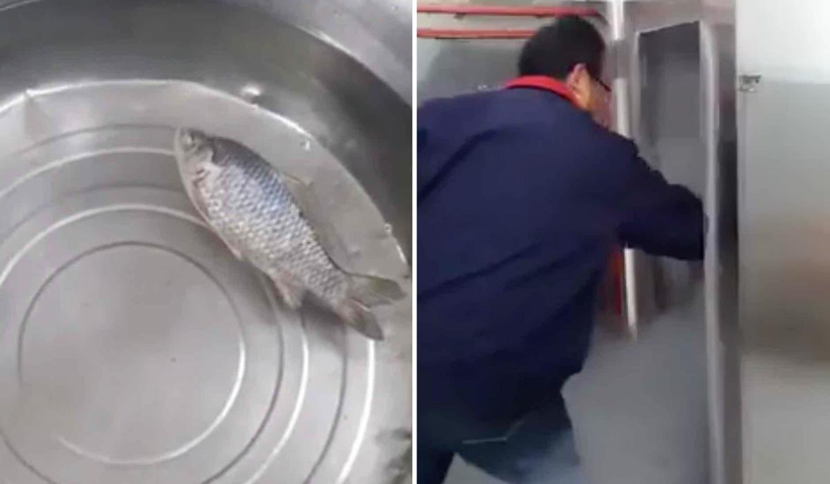 Frozen Stiff Fish Unbelievably Comes Back to Life After Being Defrosted