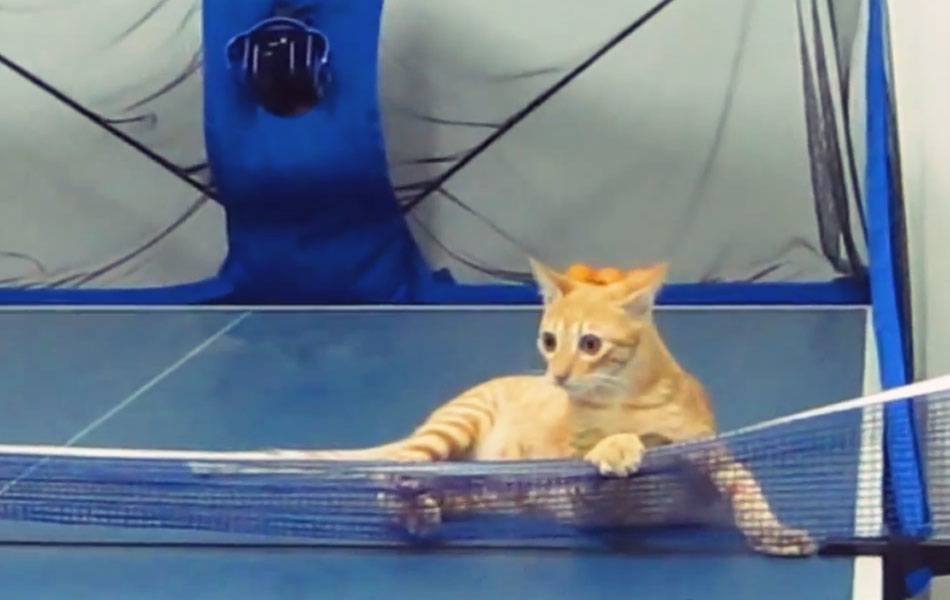 Cat Has Insane Ping Pong Skills fascinately