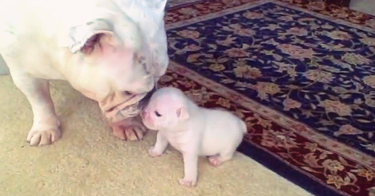 Kids Aren't the Only Ones That Throw Tantrums Puppies Do it Too